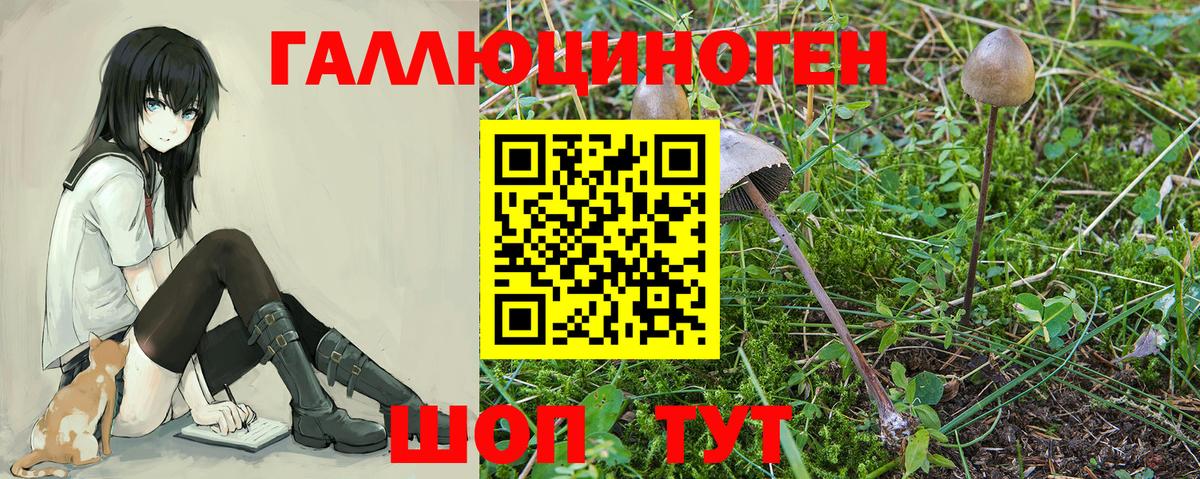 Псилоцибиновые грибы Cubensis Салехард
